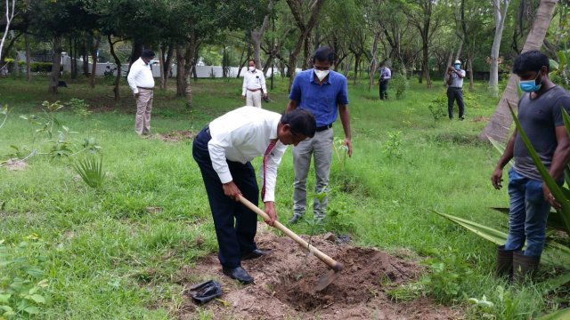 Tree Plantation at GA Bungalow